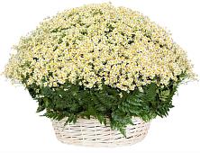 Цветочная композиция из Ромашки в корзине #REPLACE_PRED# Алексеевском Ставропольского края